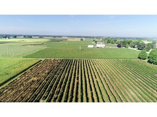 Van Buren County, Michigan Farmland - LAND AUCTION - 300+/- ACRES SPECIALTY CROP - GRAPES AND HOPS - OFFERED IN 8 TRACTS IN VAN BUREN COUNTY, MICHIGAN